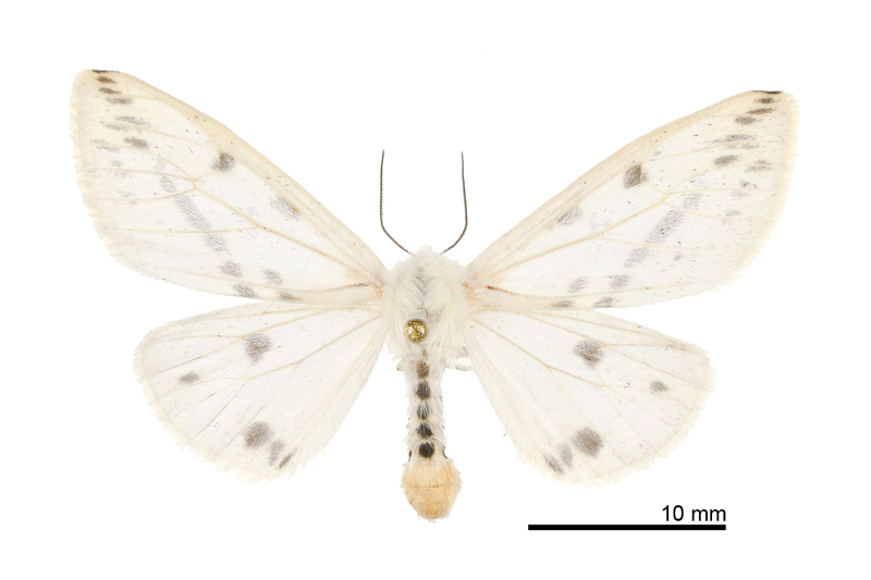 Lemyra fallaciosa Female